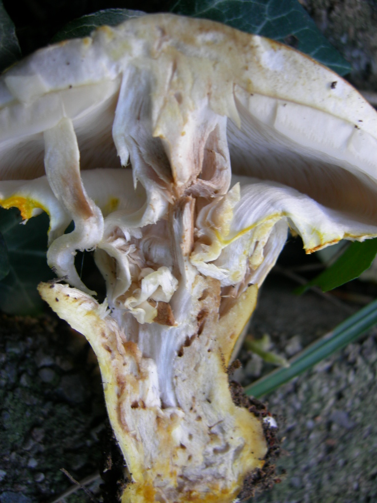Funghi di casa2